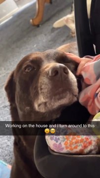 Baby and Dog Share Heartwarming Bond