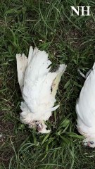 Dead Corellas found across Newcastle
