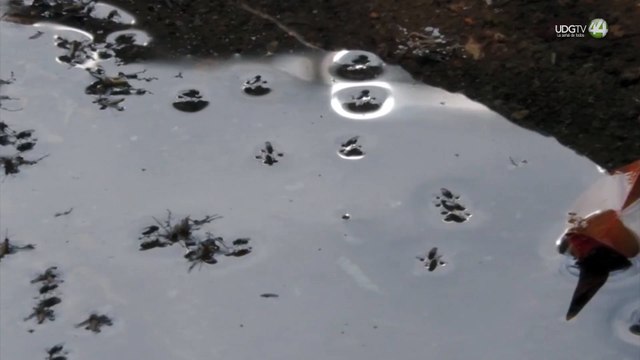 Autoridades sanitarias urgen a eliminar criaderos del mosquito Aedes Aegypti