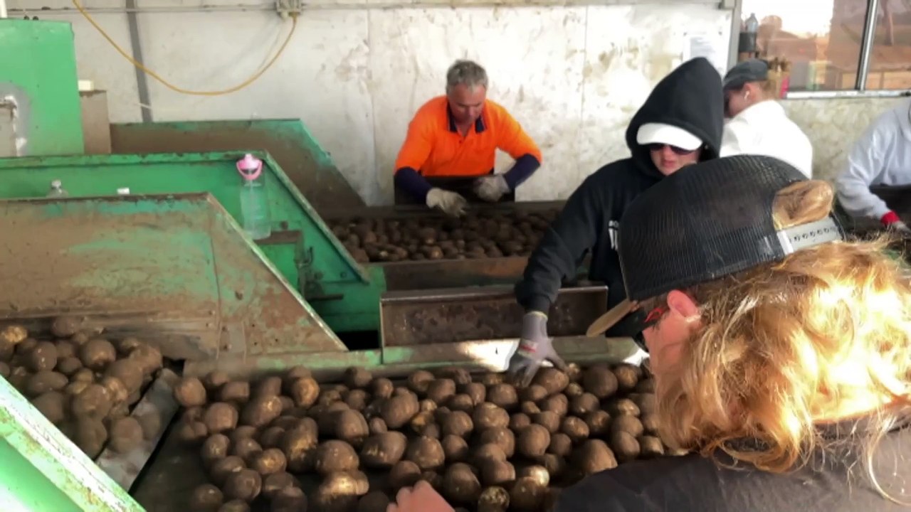 Consumers missing out tasty spuds on as supermarket demand potato perfection