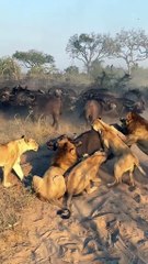 Lions attack on Buffalo in zoo