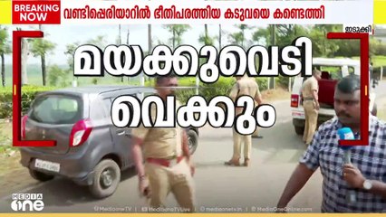 വണ്ടിപ്പെരിയാറിൽ ഭീതി പരത്തിയ കടുവയെ കണ്ടെത്തി; ഉടൻ മയക്കു വെടി വെയ്ക്കും