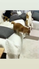 Oh that action😀 only Sen can understand