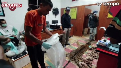 Polres Aceh Tengah Gagalkan Perdagangan Ilegal Kulit Harimau Sumatera dan Bagian Tubuhnya
