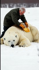 🐻❄️ Heartwarming Rescue! Elderly Man Saves Polar Bear from Beehive Swarm! 🐝💙