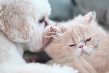 Pet Beauty: anche gli animali domestici "si trattano" bene