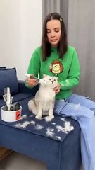 How_do_you_like_my_new_hat__🤔_#cat_#cats(480p)