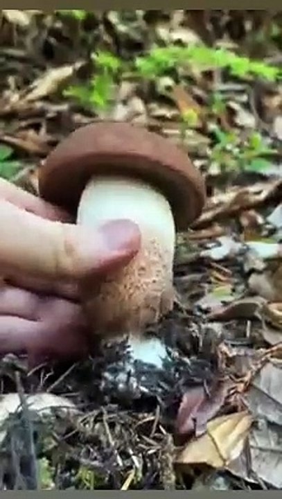 Hund macht lustige Geräusche! 20250317