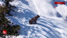Tunceli'de karlar üstünde vaşak görüntülendi