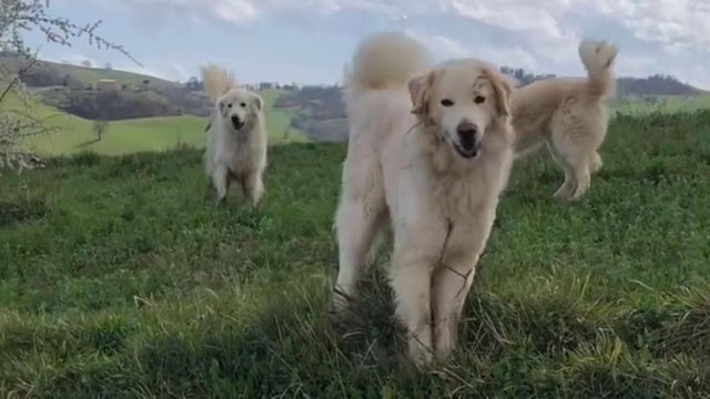 Ciclista circondato da cani da pastore in campagna, ecco come si è salvato
