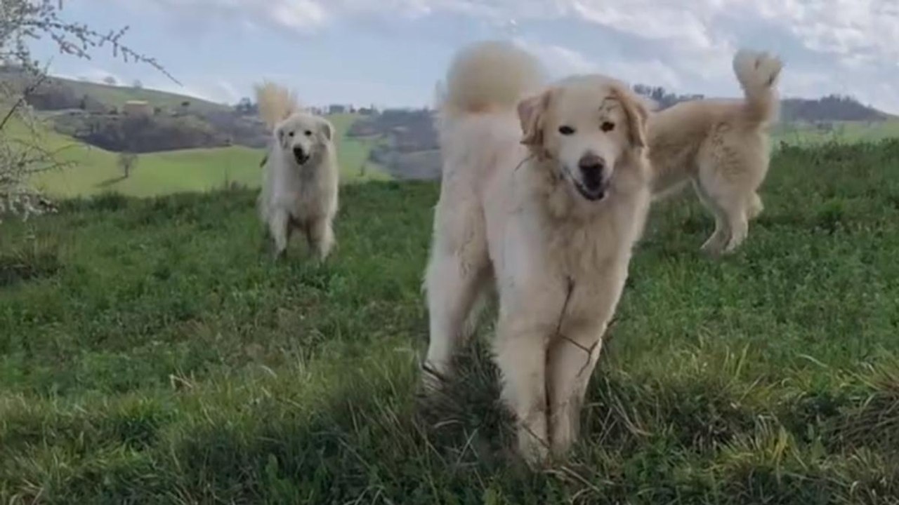 Ciclista circondato da cani da pastore in campagna, ecco come si è salvato