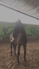 El asombroso truco de este caballo para ayudar a su dueña a montar