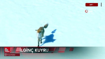 Artvin'de görüntülenen kızıl tilki, ilginç kuyruğuyla dikkat çekti