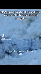 Un equipo de la BBC rompe las reglas para salvar a unos pingüinos atrapados en el hielo