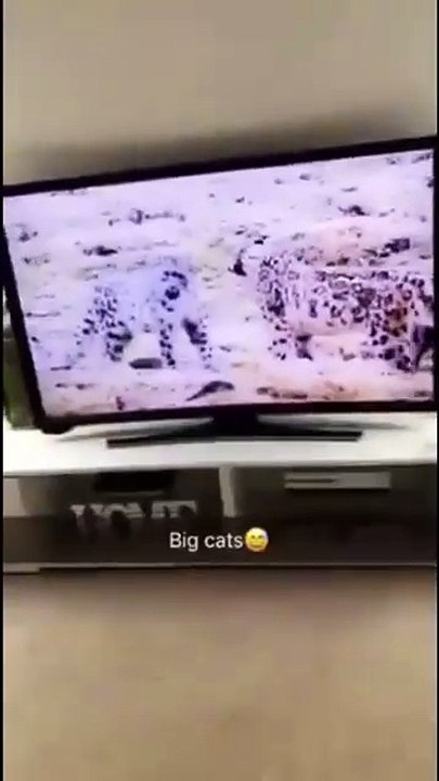 Funny Animal Moments