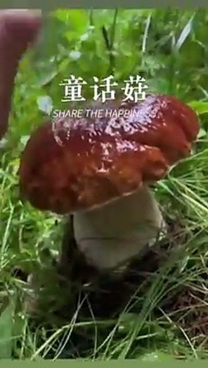 Welpe entdeckt Schnee! 20250317