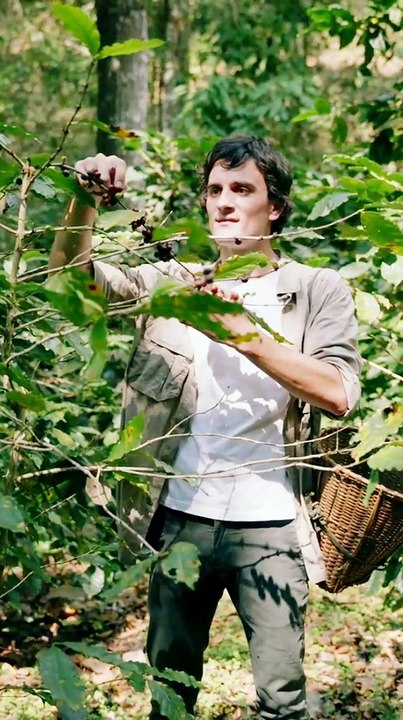 HARVESTING Cherries Like a Pro! #cherry #picking #harwesting #nature #fruit