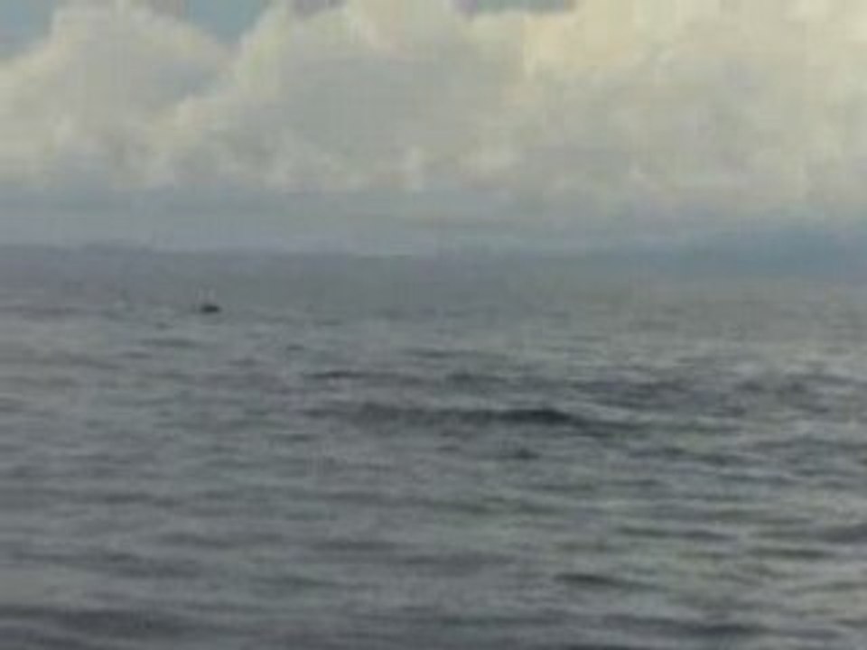 Defile de dauphins_philippines