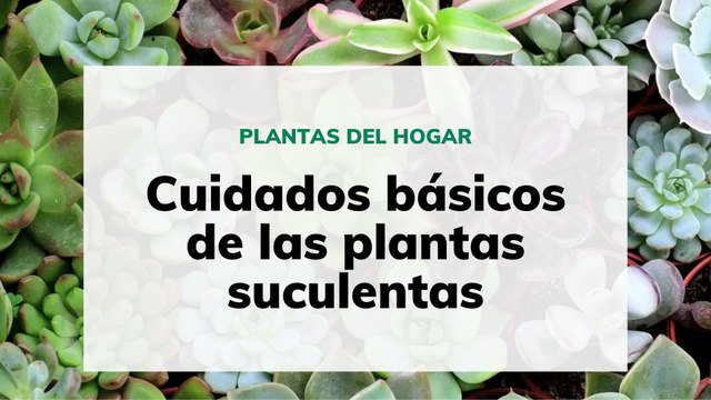 Cómo cuidar de las plantas suculentas