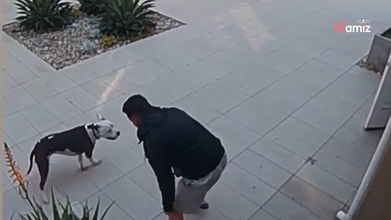 Pitbull attackiert Katze: Plötzlich naht ein mutiger Retter