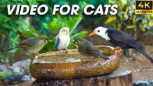 Non-Stop Bird Action - Perfect Video to Keep Your Cat Engaged - Video For Cats