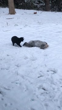 Kitten and Dog Play in Snow