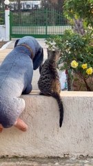 Cat Plays With Stuffed Toy