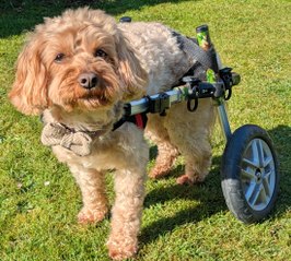 Chester the cavapoo shows off his wheels