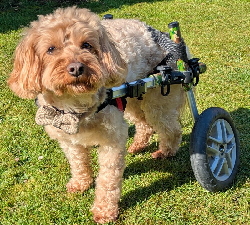 Chester the cavapoo shows off his wheels