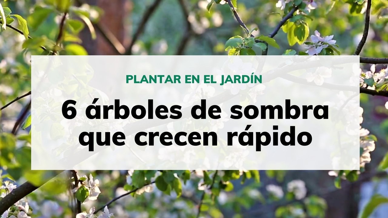 Árboles de sombra que crecen rápido