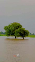Village Underwater  Shocking Flood Scenes You Need to See  #Flood #Sindh #maxRECORDS