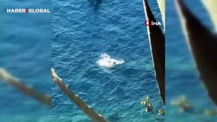 Akdeniz foku gözüne kestirdiği vatozu parçalayarak böyle avladı