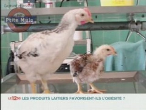 Obésité et produits laitiers