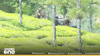 ഗ്രാമ്പിയിലെ കടുവ ചത്തു, പോസ്റ്റ് മോര്‍ട്ടം നാളെ