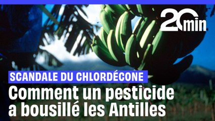 Comment le chlordécone a « bousillé » pour des siècles les populations et les terres antillaises