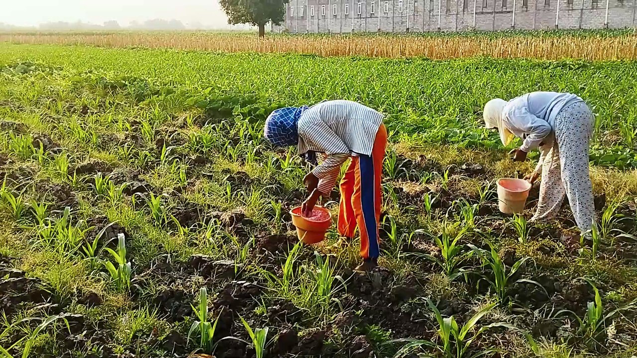 Plowing to Planting: Growing Corn - Step by Step Part 7 | Fertilizing 24-Day-Old Corn with Urea and Phonska Fertilizers