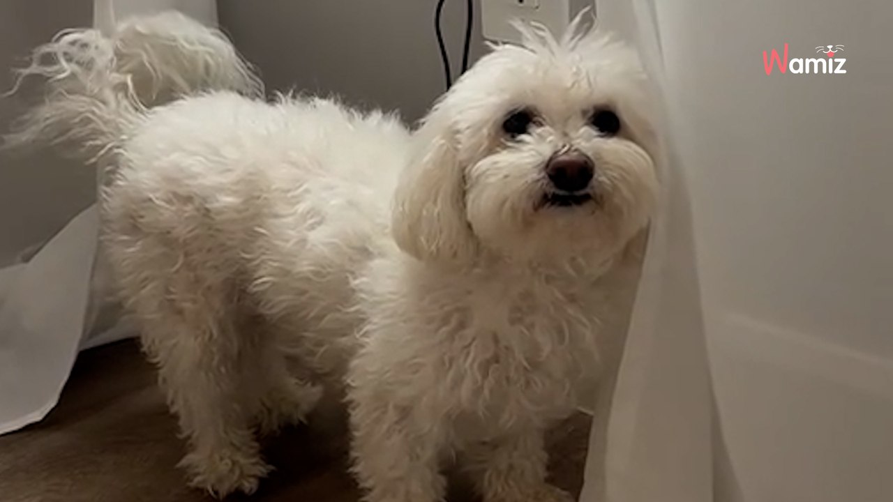Woman takes dog to new groomer, the result leaves everyone stunned