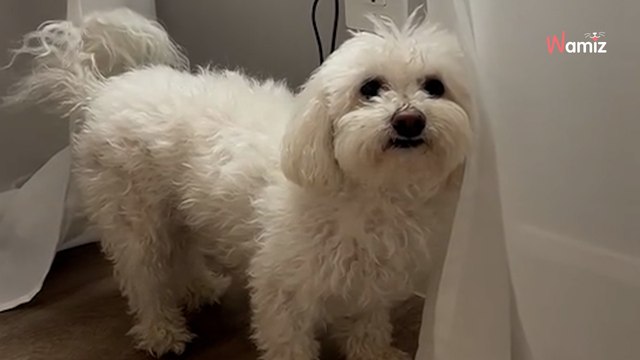 Woman takes dog to new groomer, the result leaves everyone stunned