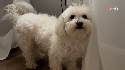 Frauchen bringt Hund zum neuen Hundefriseur: Auf das Ergebnis war niemand vorbereitet