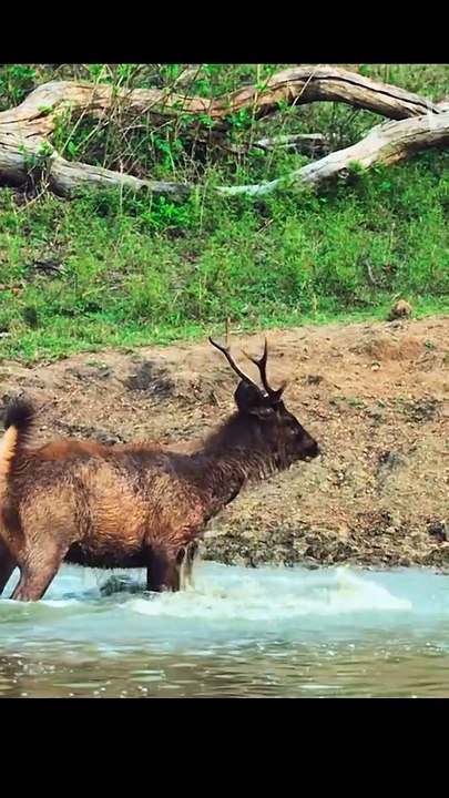 Animal's viral shorter