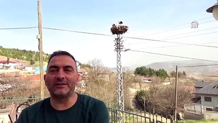 Baharın habercisi leylekler yeniden Sinop'ta