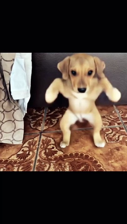 Perro