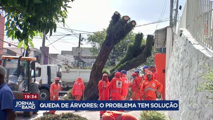 Queda de árvores: problema tem solução?