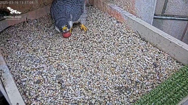 Peregrine falcon egg laid top of Cathedral of Learning 2025