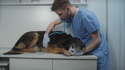 A Palermo un convegno sul welfare degli animali d'affezione