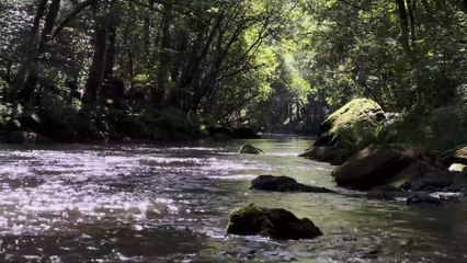Magnificent Forest River Ambiance. Get Rid of Stress. Recover Mentally and Physically.