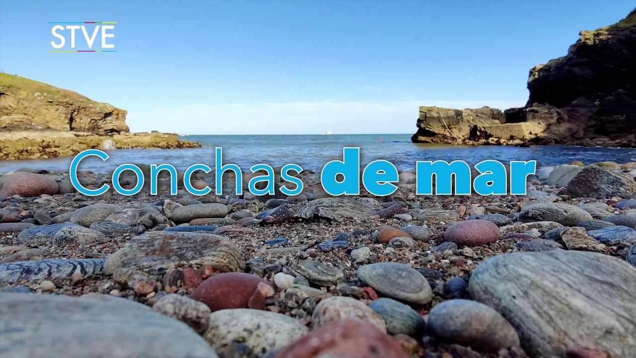 Ilustrando tu mente: Conservación Marina