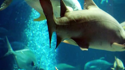 Watch How These Shark Experts Feed These Amazing Creatures of the Deep