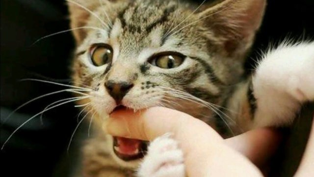 This Is Why Cats Bite You Sometimes When You Pet Them