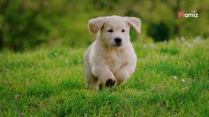 Une femme croit adopter un chiot à "une association" : elle se fait escroquer de quasiment 6.500 euros